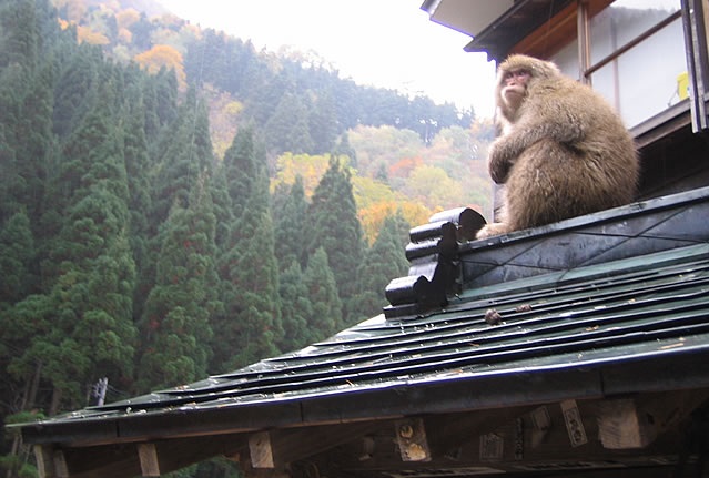 Snow Monkeys, Japan Tours, RediscoverTours.com