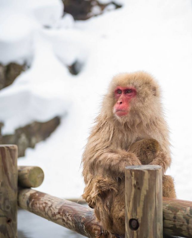 Snow Monkeys, Japan Tours, RediscoverTours.com