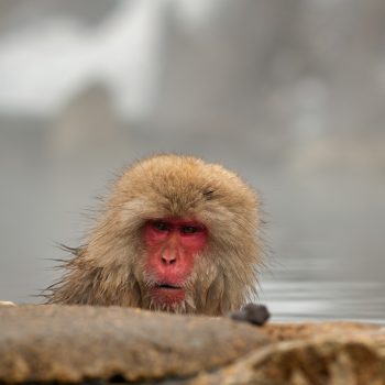 Japanese Snow Monkey Tour