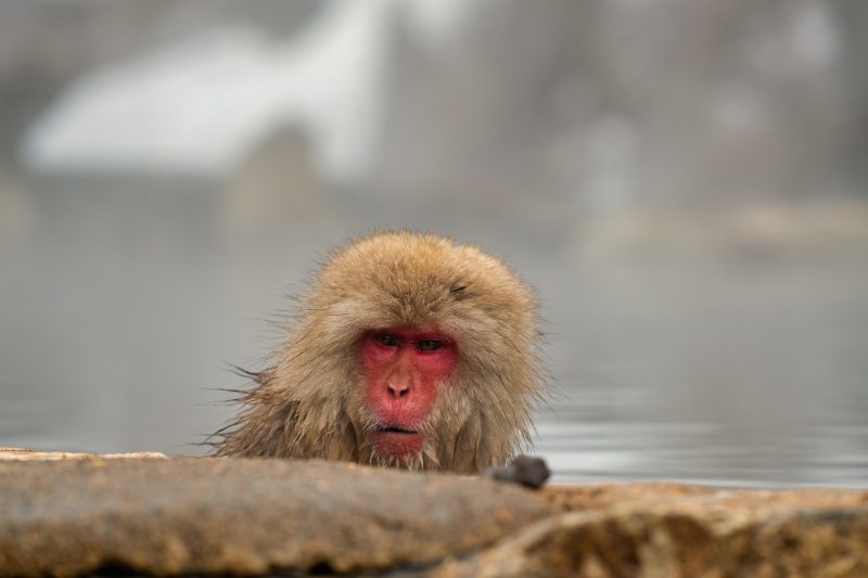 Snow Monkey in Yudanaka Onsen, Japan Tours, RediscoverTours.com