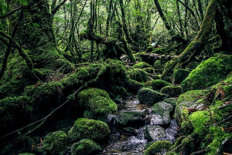 Yakushima 5, Japan Tours, RediscoverTours.com